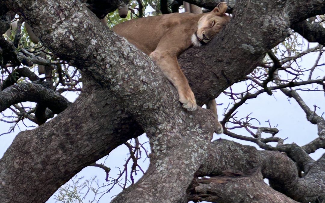 Tansania – Ein unvergessliches Familienabenteuer