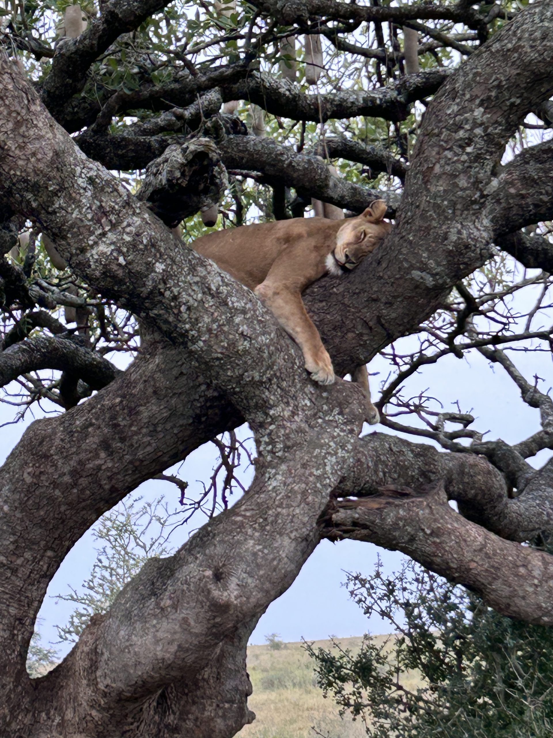 Myriam Schmitt-Martini