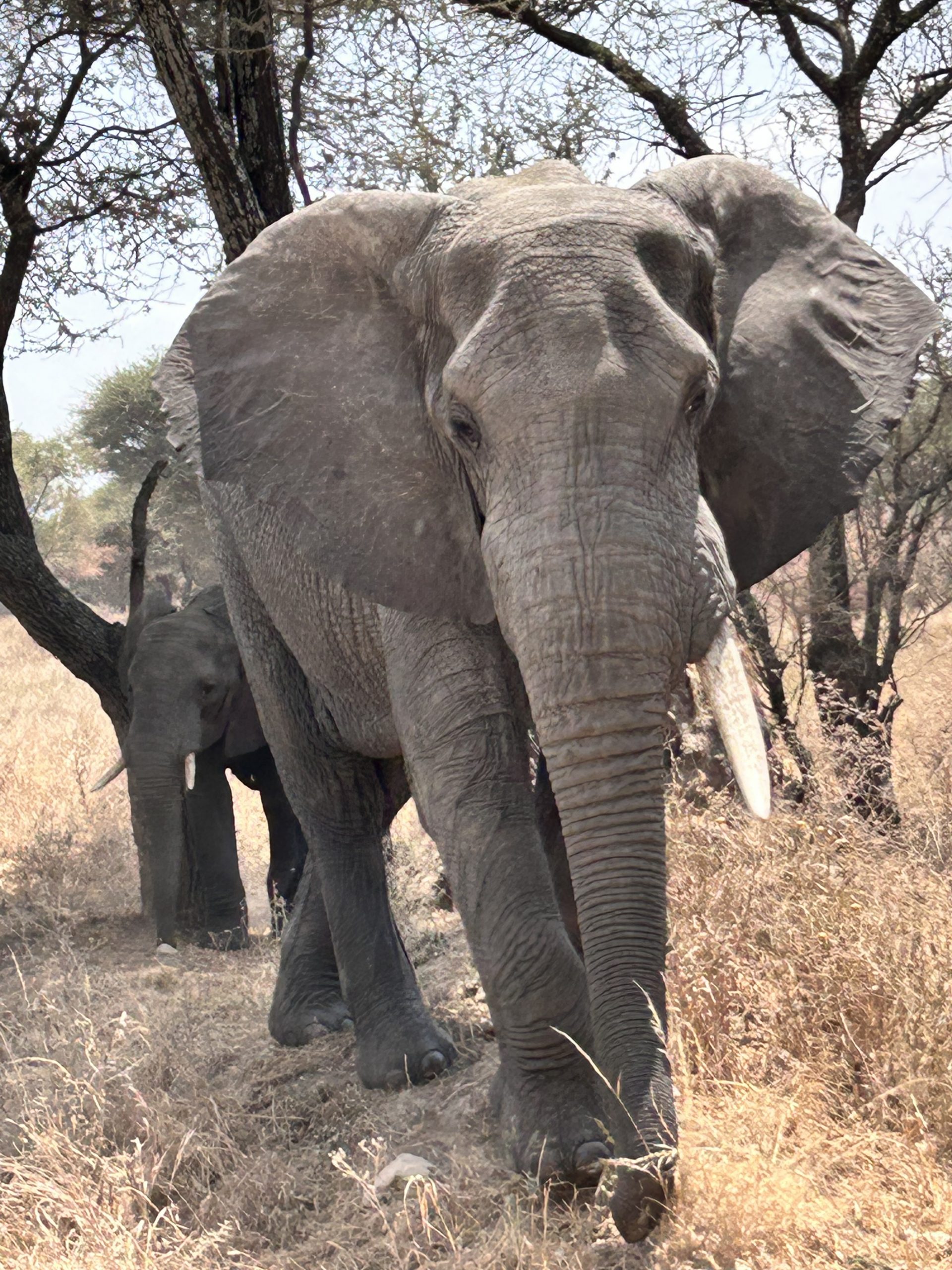 Myriam Schmitt-Martini